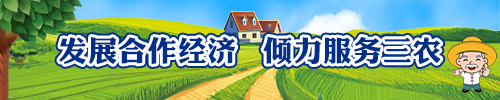 发展合作经济  倾力服务三农